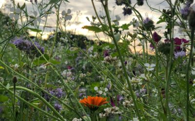 Der Garten als Ökosystem: Wie Pflanzen, Tiere und Insekten zusammenwirken