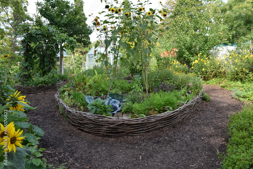 gemusebeet-mit-einfassung-aus-weidengeflecht-stockpack-adobe-stock Gemüsebeet mit Einfassung aus Weidengeflecht