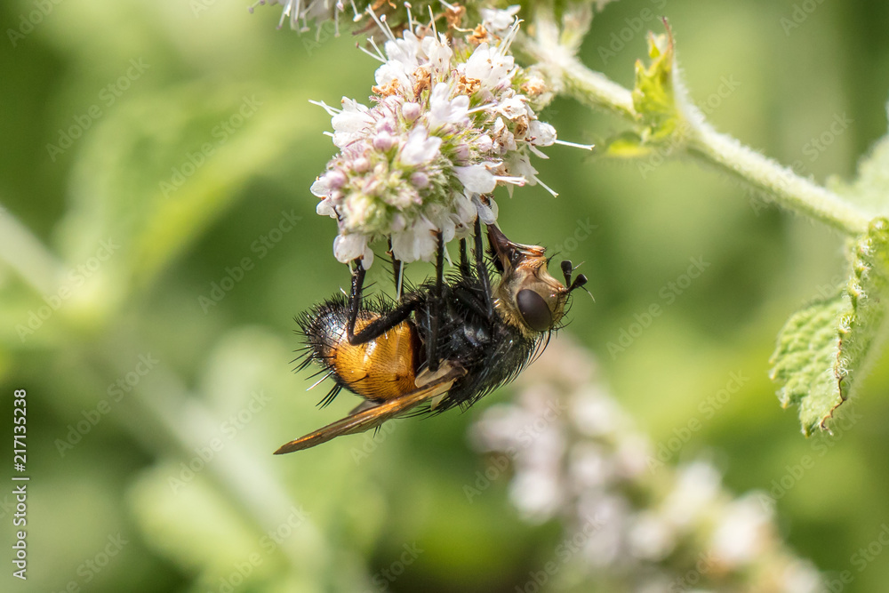 seltene-insekten-stockpack-adobe-stock seltene insekten