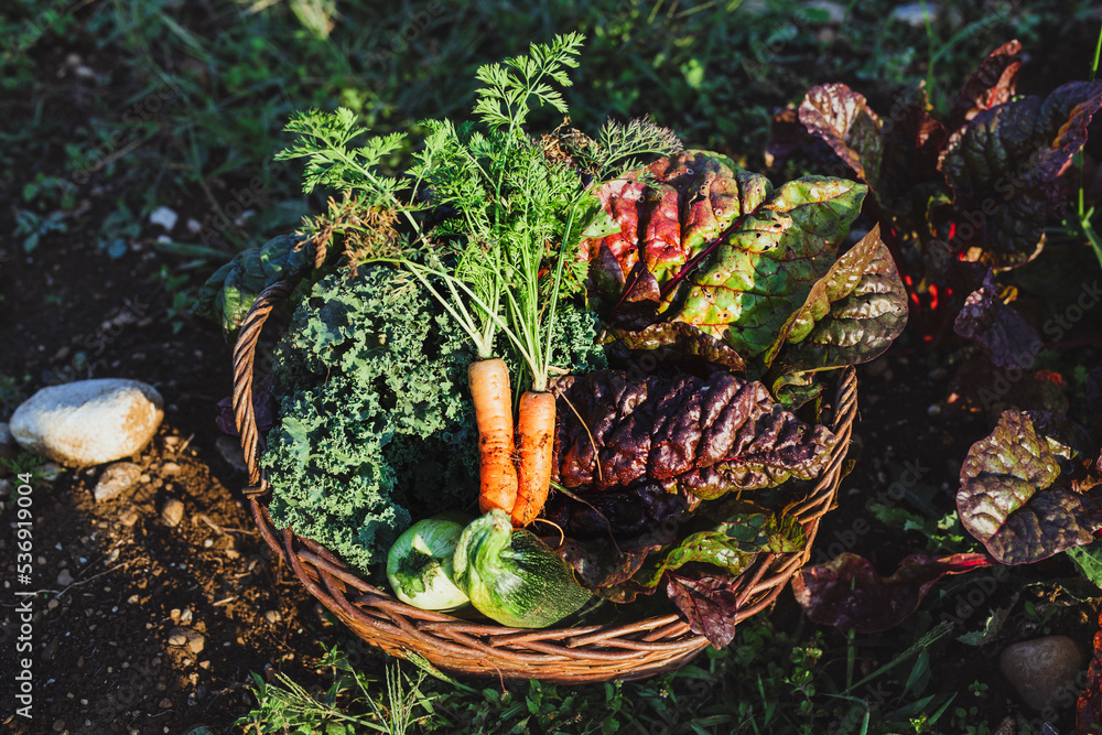 vegetables-kept-in-basket-on-sunny-day-stockpack-adobe-stock Vegetables kept in basket on sunny day
