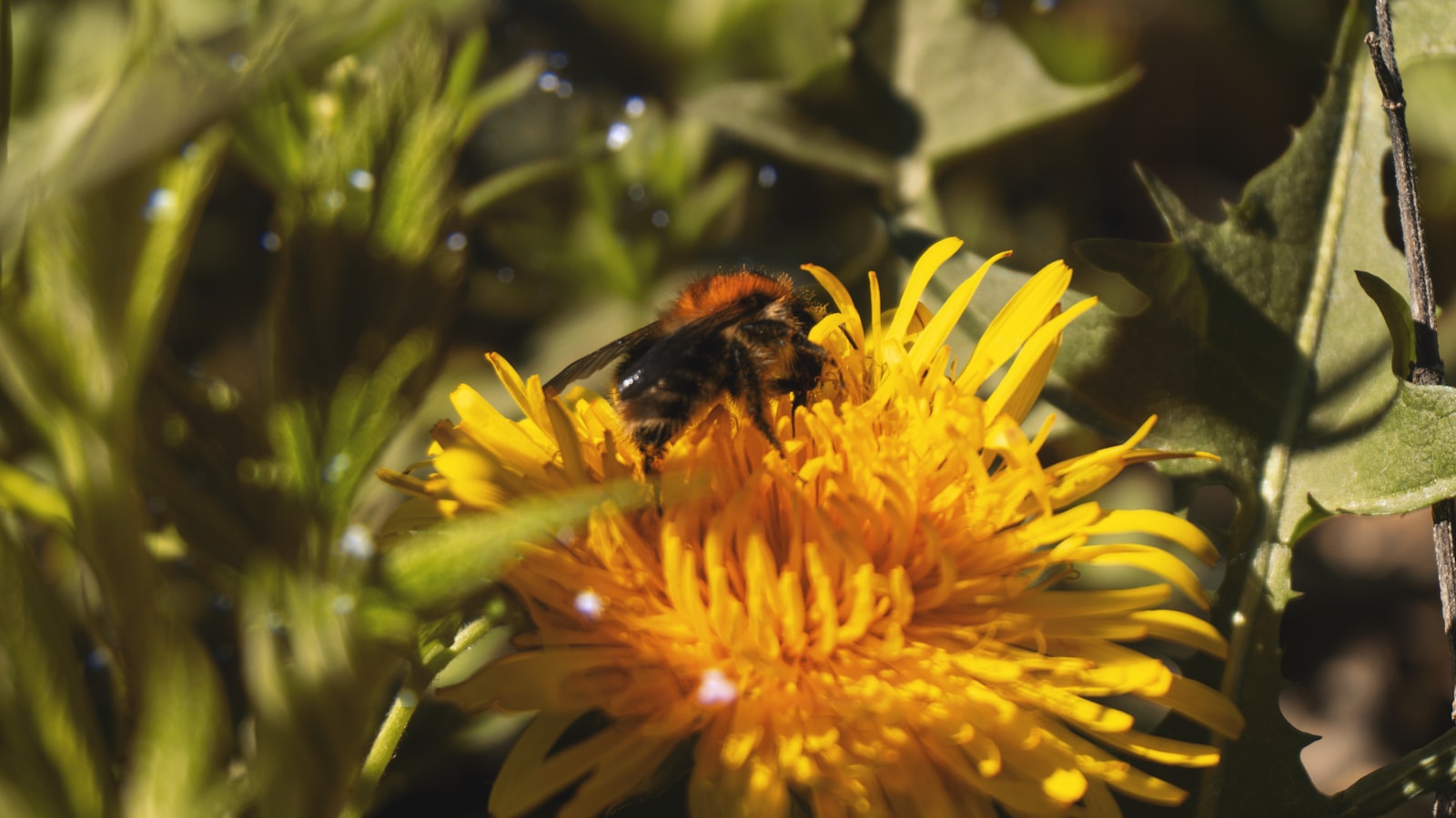Photo by Merri J a bee is sitting on a yellow flower