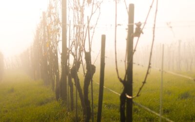 Vegetative Vermehrung von Rankpflanzen