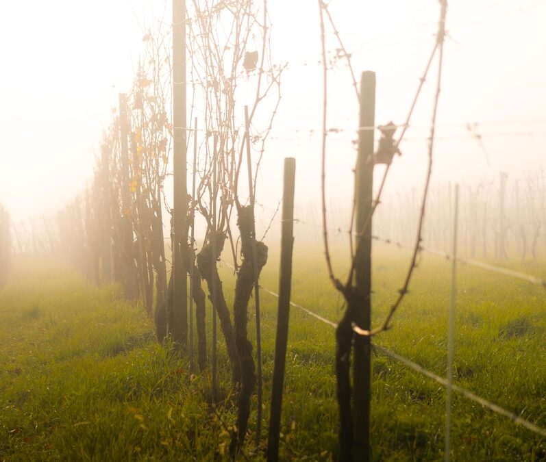 Vegetative Vermehrung von Rankpflanzen