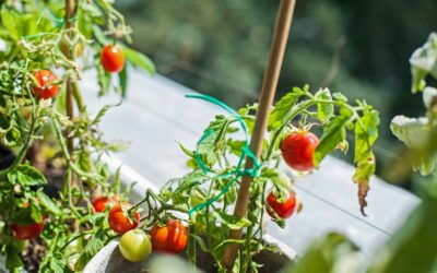 Balkongarten, Permakultur auf kleinstem Raum