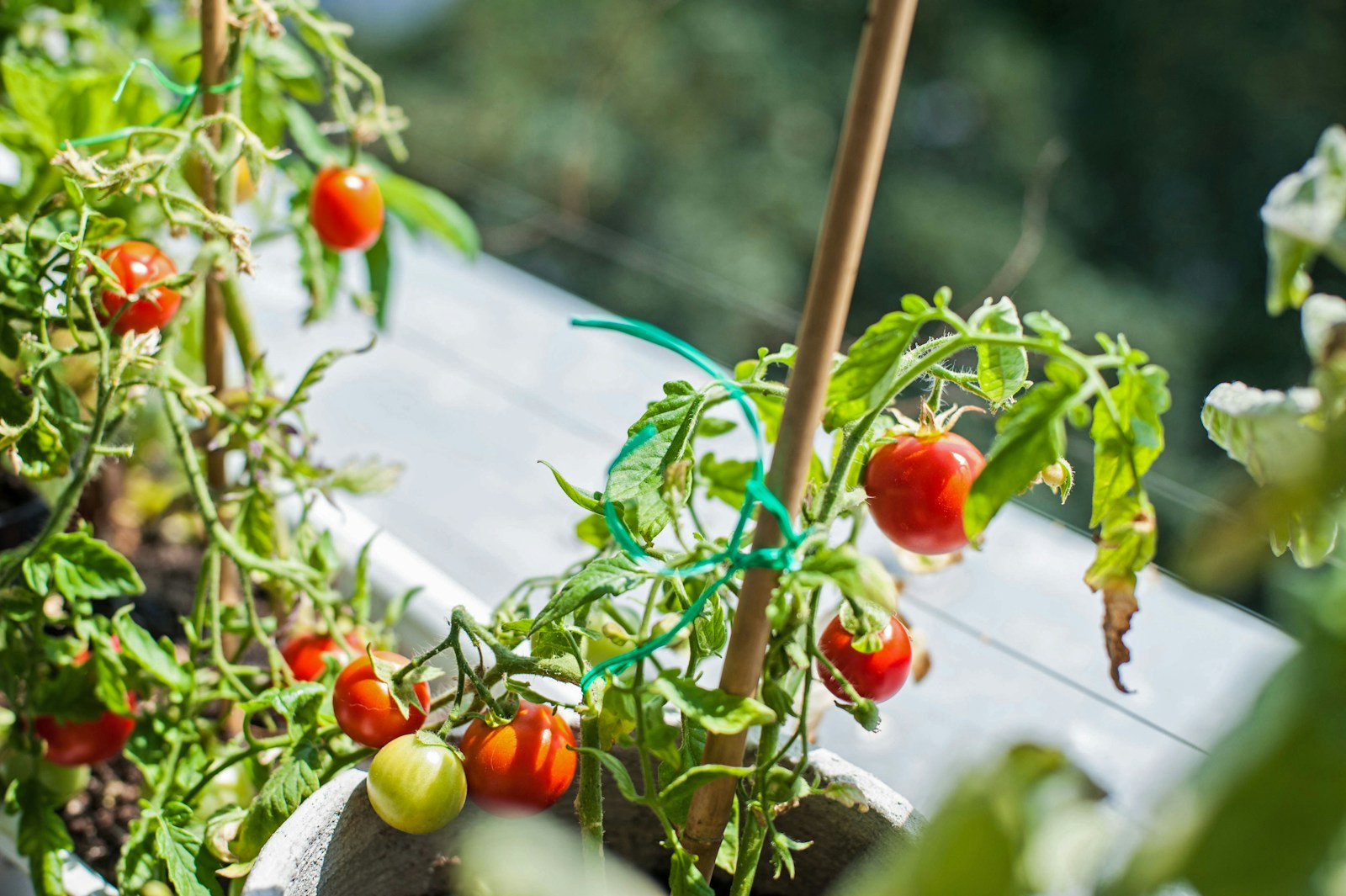 Photo by Tom Jur a close up of tomatoes growing in a pot
