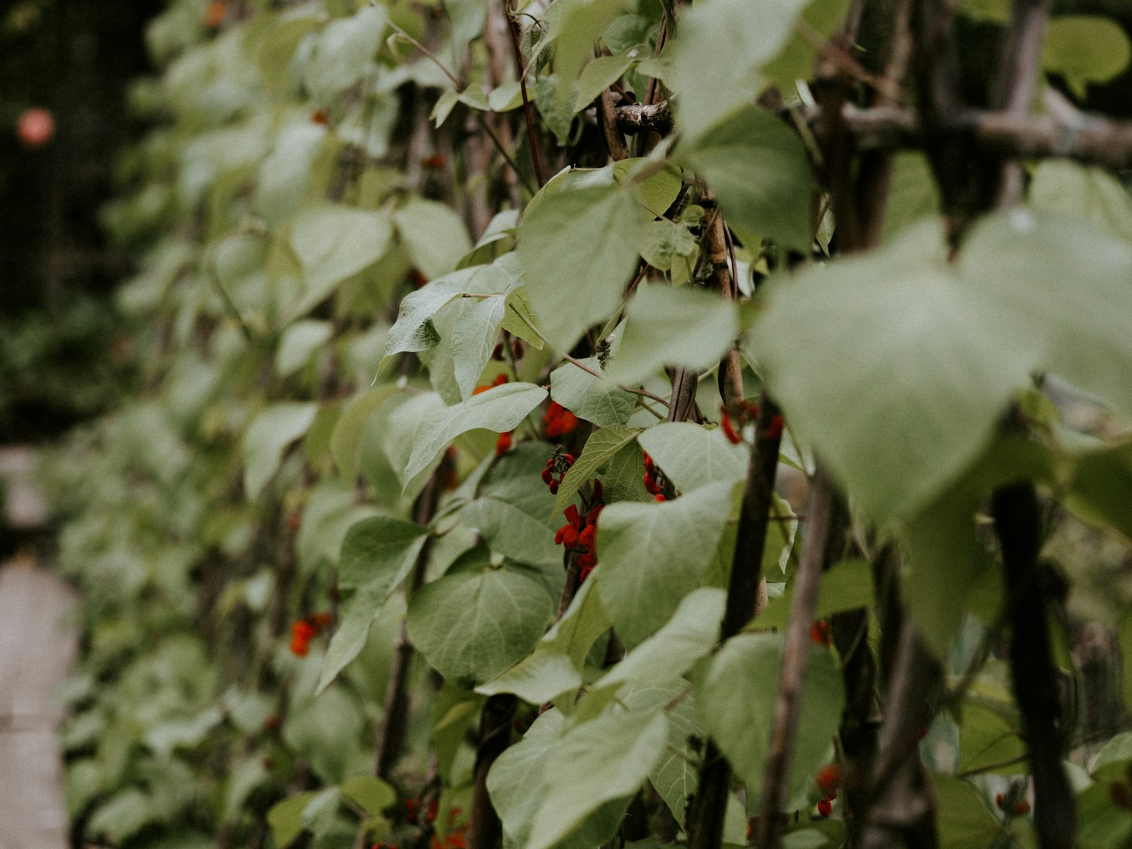 Photo by Annie Spratt green leaves with red round fruits