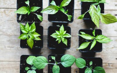 Frühjahrsstart im Permakulturgarten: Was du jetzt säen und vorziehen solltest
