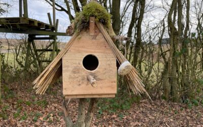 Vom Holzrest zum Vogelhaus – Ein DIY-Projekt aus Abfällen