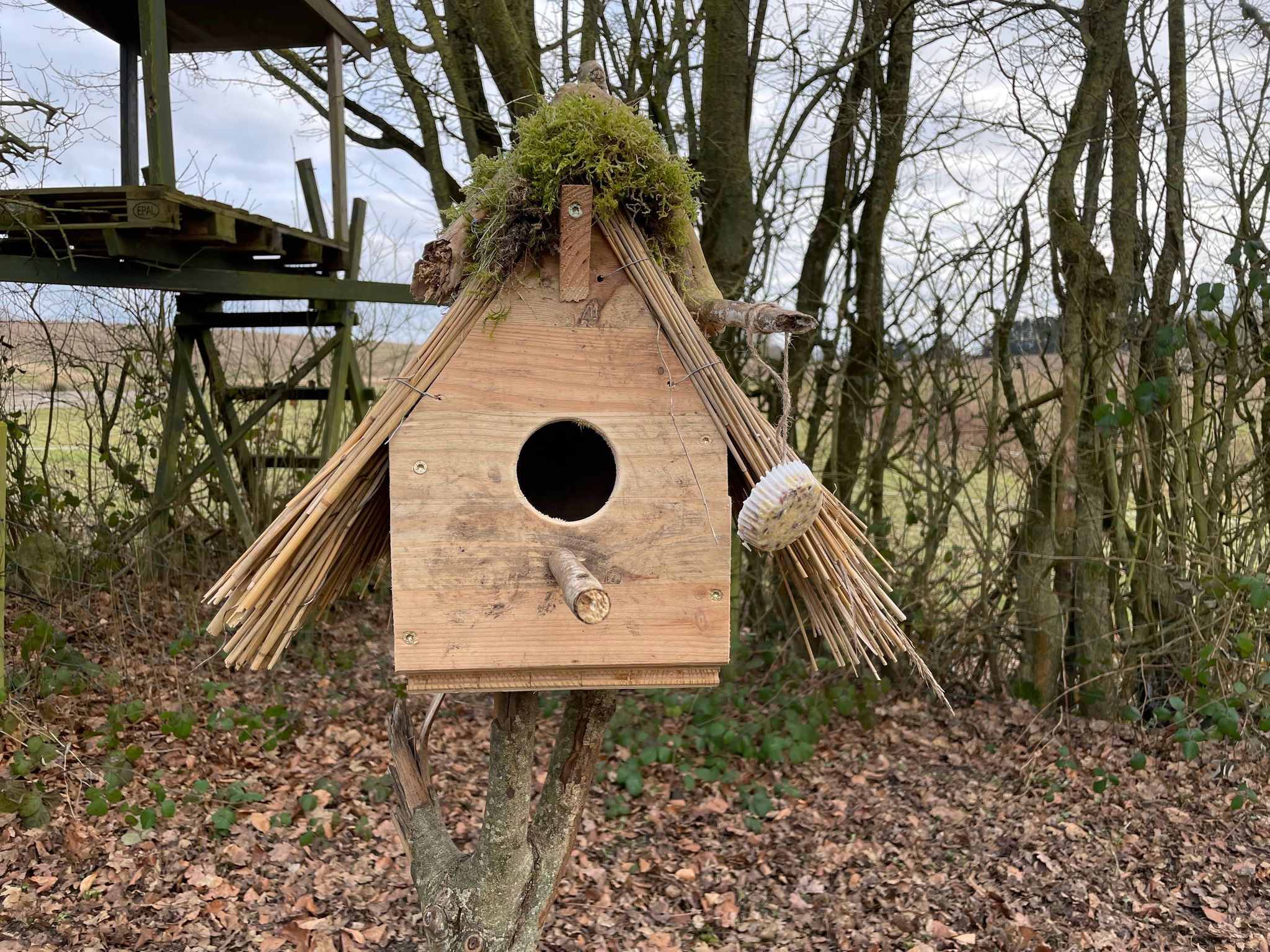 WhatsApp Image 2025-03-02 at 20.10.30 Gemüsebeet mit Einfassung aus Weidengeflecht