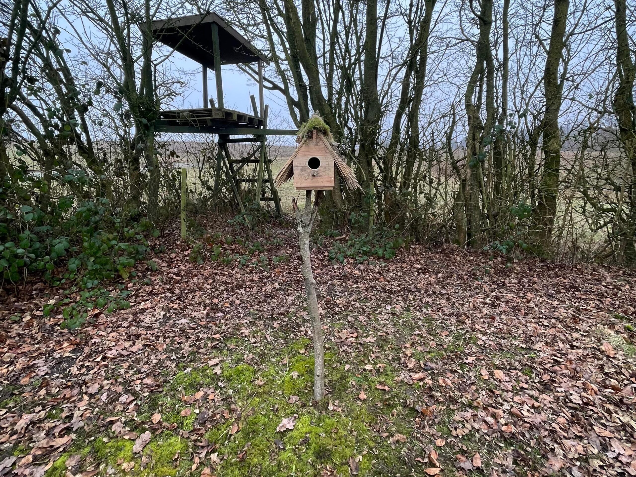 WhatsApp Image 2025-03-02 at 20.20.14 microgreen dill sprouts, radishes, mustard, arugula, mustard in the range on a light background