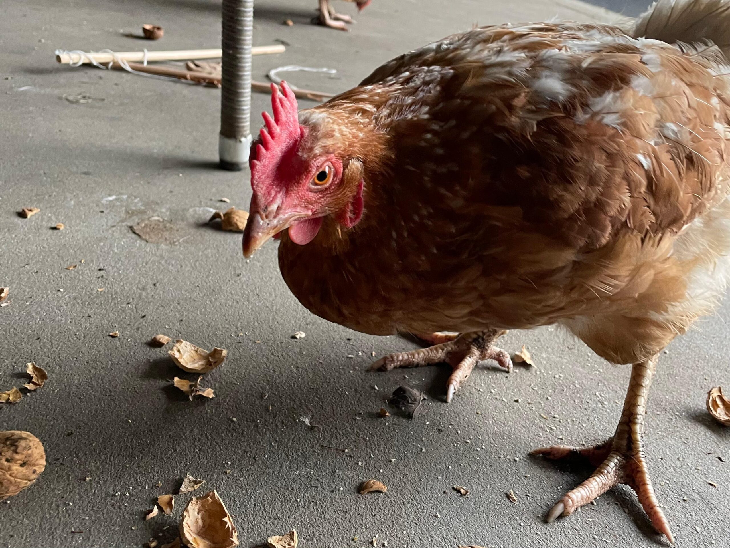 WhatsApp Image 2025-03-02 at 21.51.41 Permakultur